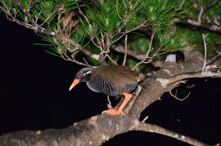 ヤンバルクイナ