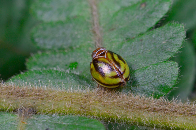 オキナワマルウンカ