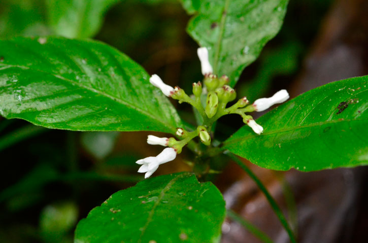 チャボイナモリ