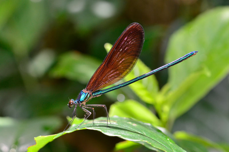 リュウキュウハグロトンボ雄
