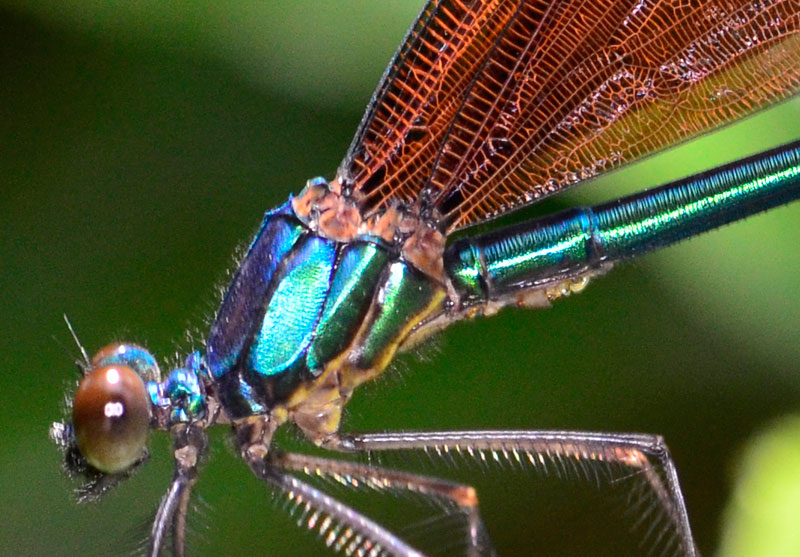 リュウキュウハグロトンボ雄