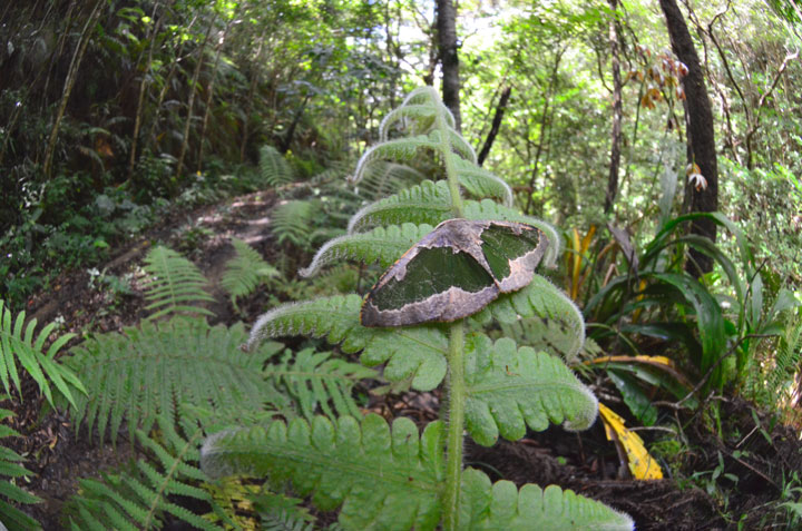 リョクモンエダシャク