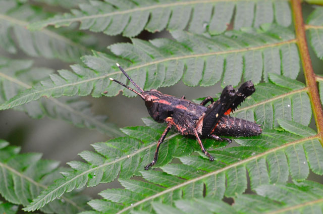 オキナワモリバッタ幼虫
