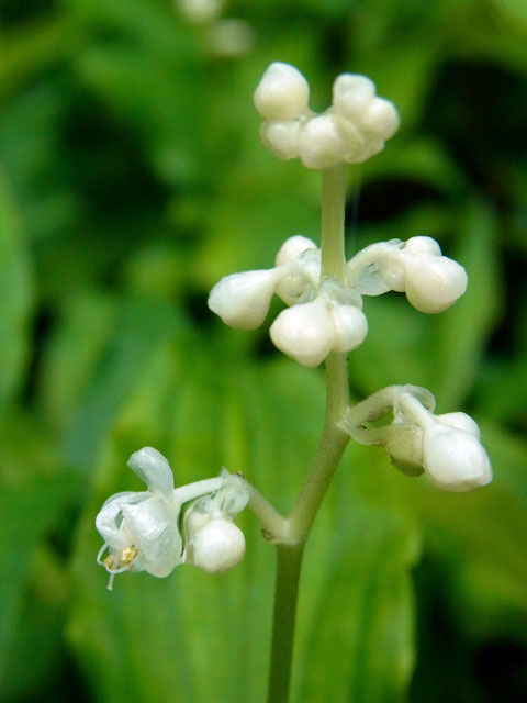 ヤンバルミョウガ