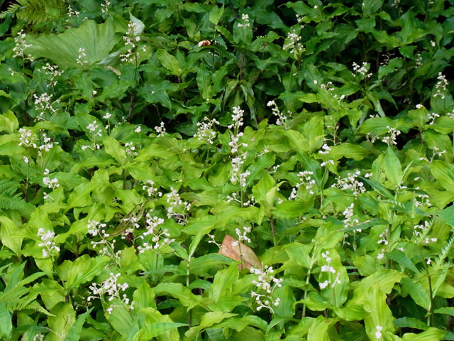 ヤンバルミョウガ