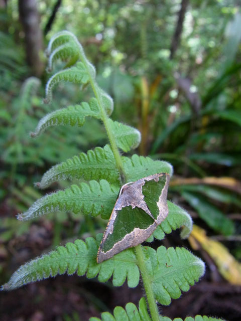 リョクモンエダシャク
