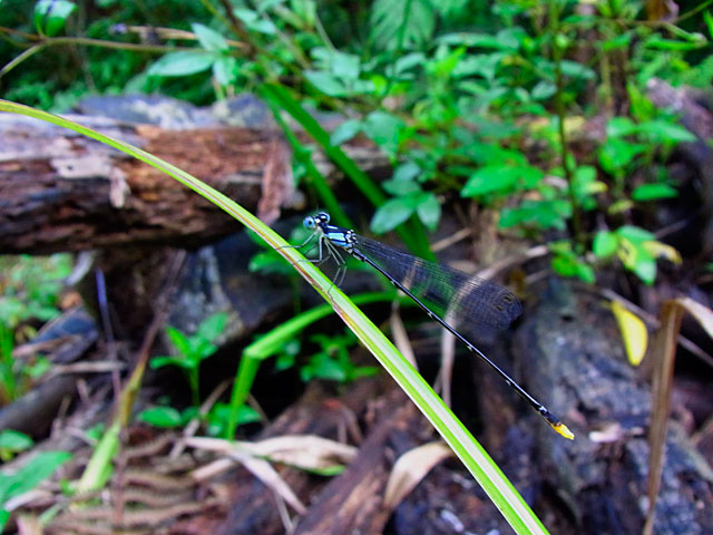リュウキュウルリモントンボ