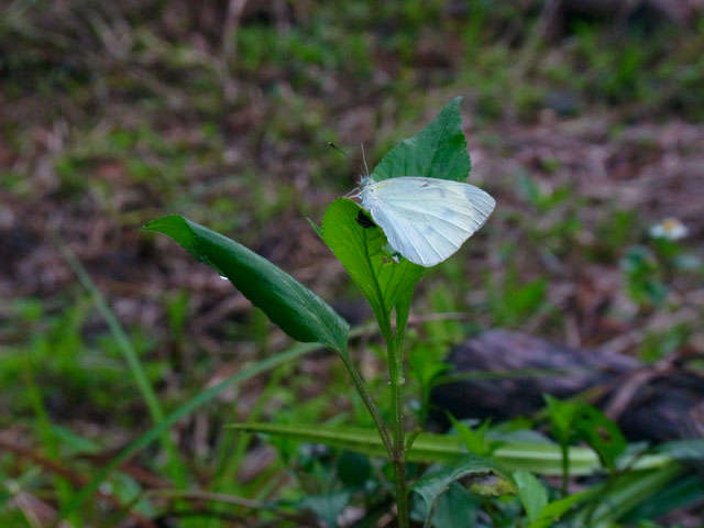 モンシロチョウ
