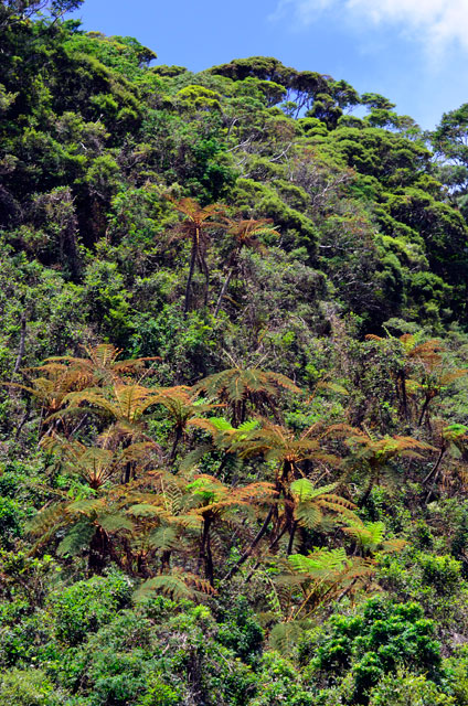 ヒカゲヘゴ群落