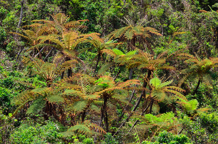 ヒカゲヘゴ群落