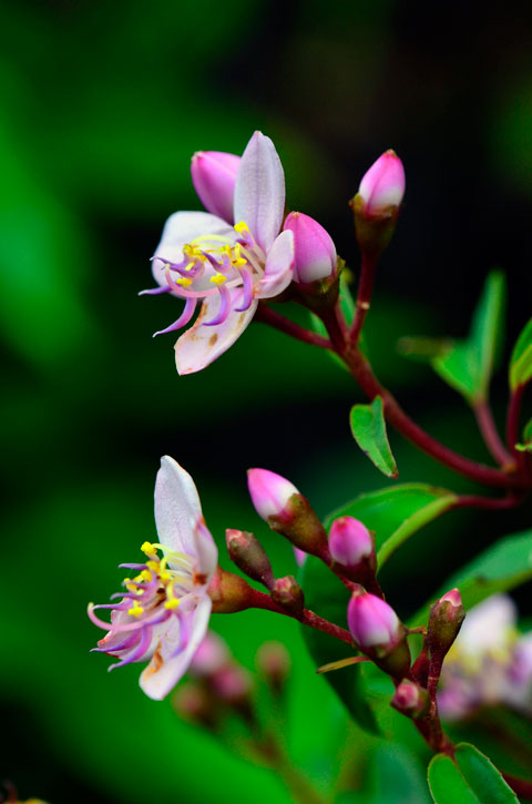 コバノミヤマノボタン