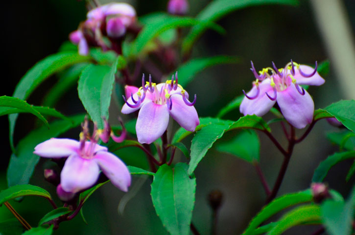 コバノミヤマノボタン