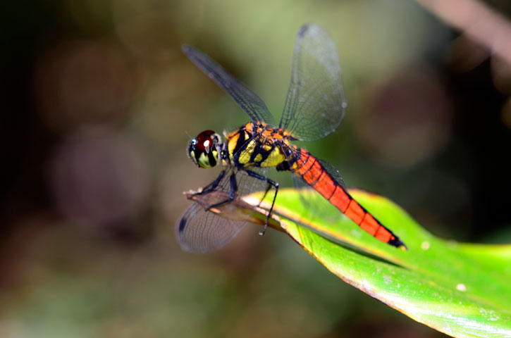 オオハラビロトンボ雄