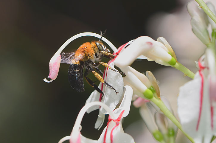 ミナミスジボソコシブトハナバチ