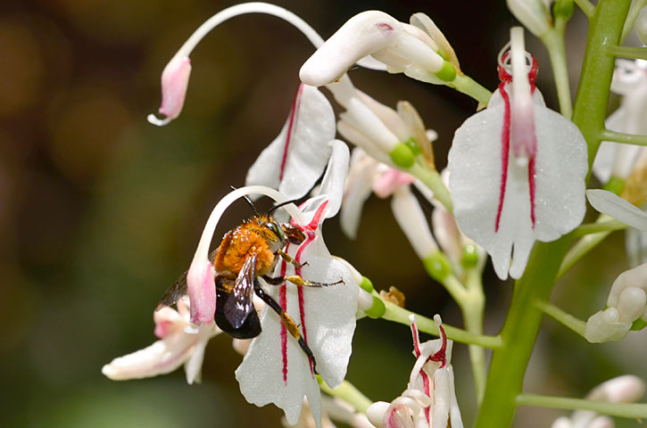 ミナミスジボソコシブトハナバチ