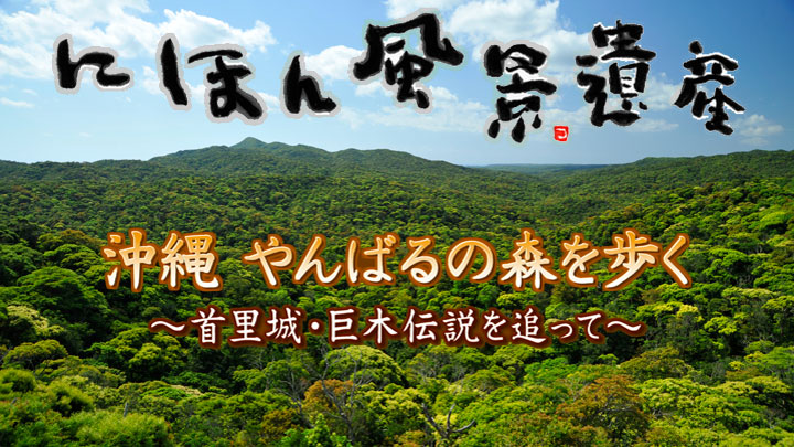にほん風景遺産〜沖縄　やんばるの森を歩く〜