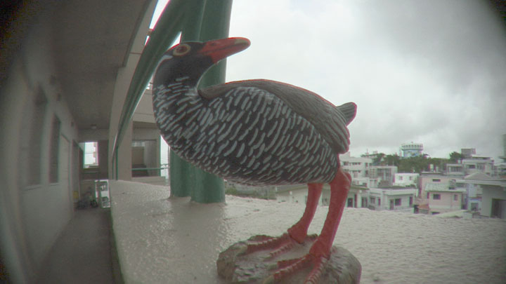 虫の眼レンズテスト