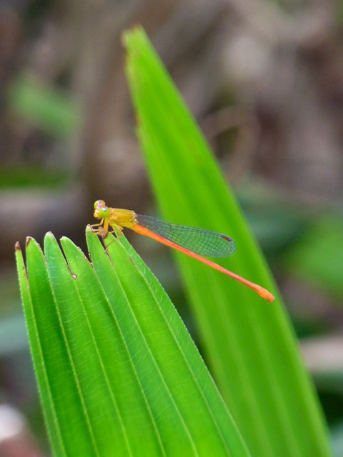 リュウキュウベニイトトンボ
