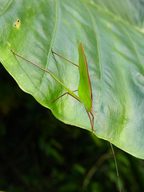 セスジツユムシ雄