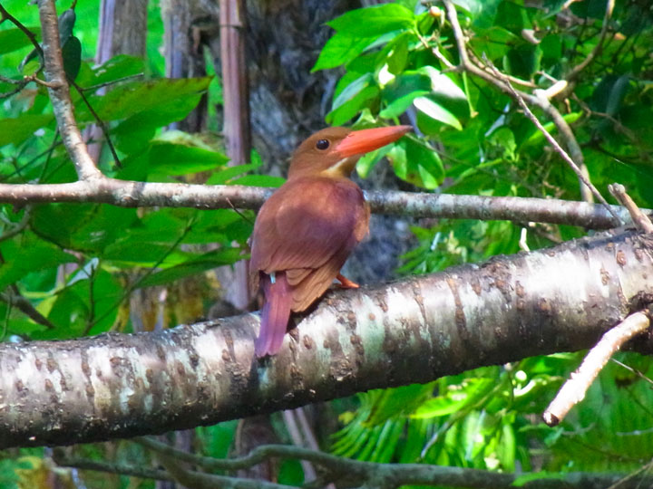 リュウキュウアカショウビン