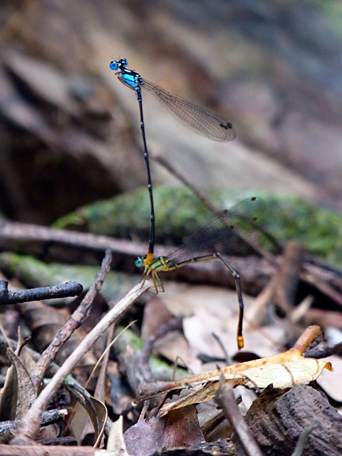 リュウキュウルリモントンボ・ペア