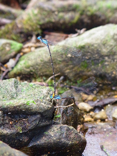 リュウキュウルリモントンボ・ペア