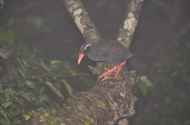 ヤンバルクイナ