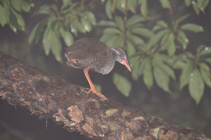 ヤンバルクイナ幼鳥