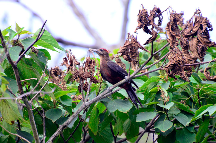ノグチゲラ幼鳥