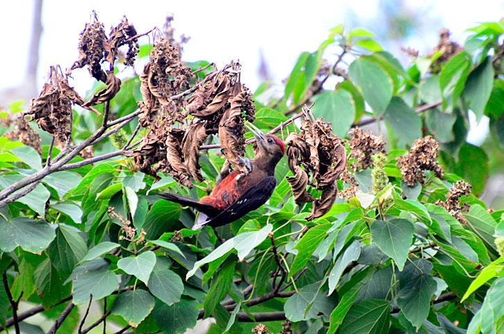 ノグチゲラ幼鳥