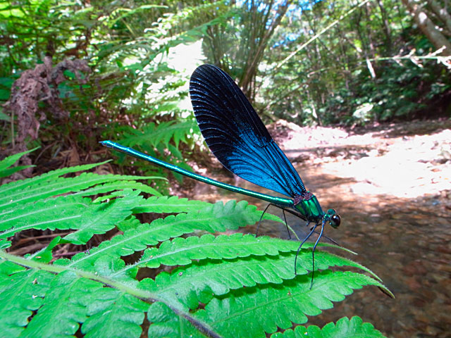 リュウキュウハグロトンボ雄