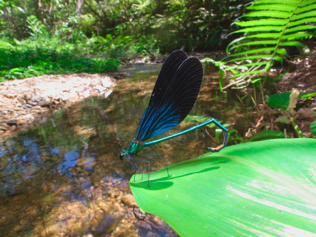 リュウキュウハグロトンボ雄
