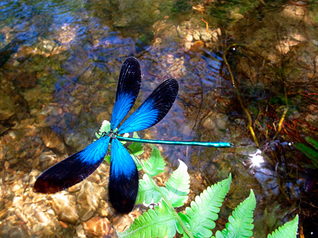 リュウキュウハグロトンボ雄