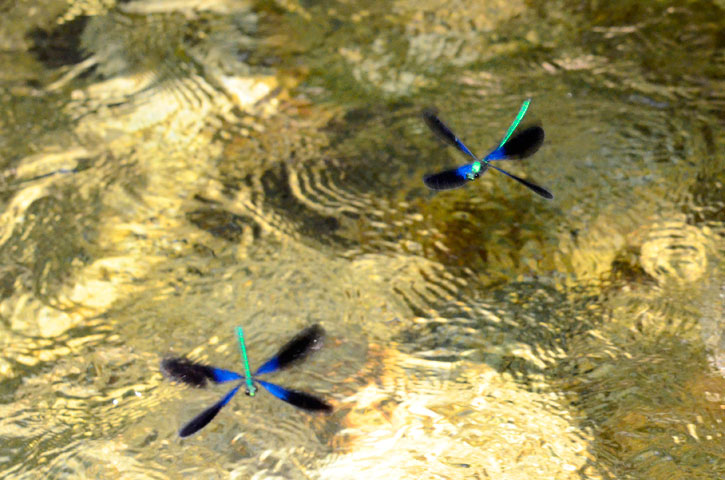 リュウキュウハグロトンボ雄