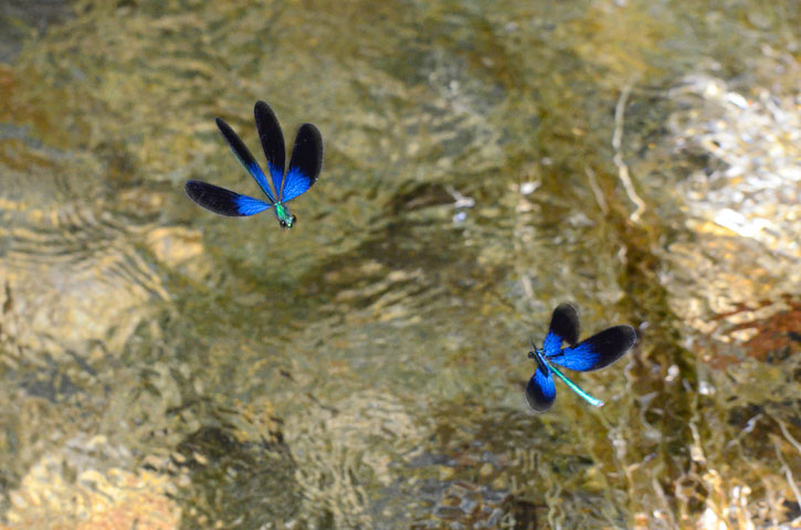 リュウキュウハグロトンボ雄