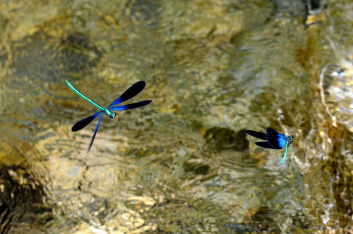 リュウキュウハグロトンボ雄