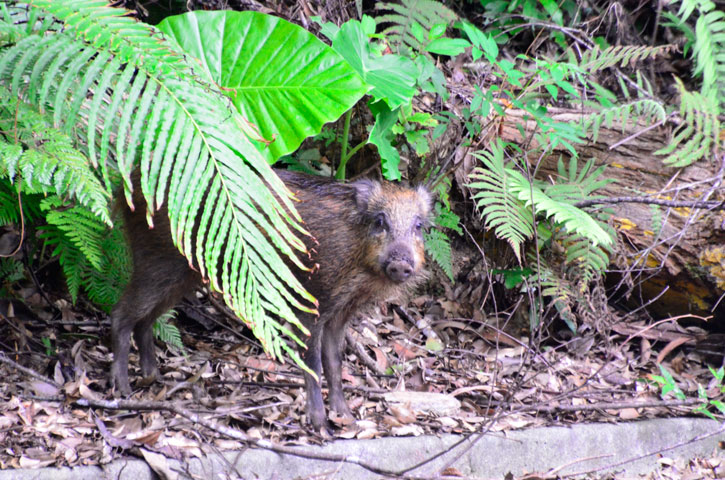 リュウキュウイノシシ幼獣