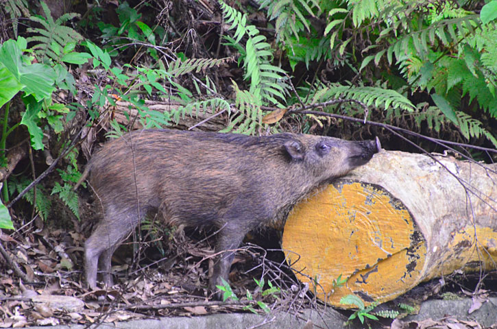 リュウキュウイノシシ幼獣