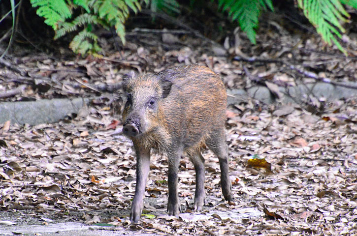 リュウキュウイノシシ幼獣