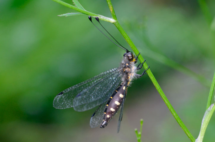 オキナワツノトンボ