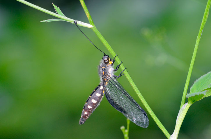 オキナワツノトンボ