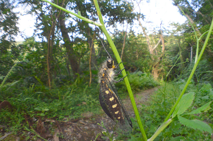 オキナワツノトンボ
