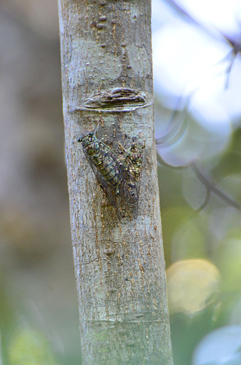 オキナワヒメハルゼミ
