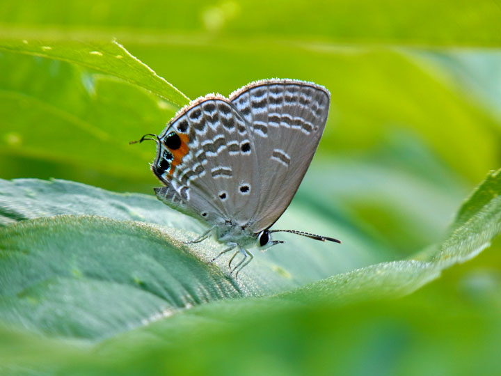クロマダラソテツシジミ