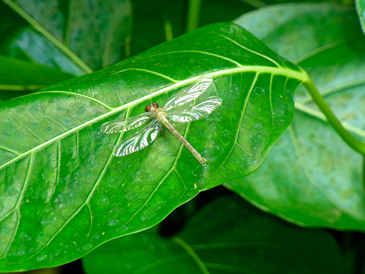 オキナワオジロサナエ雌