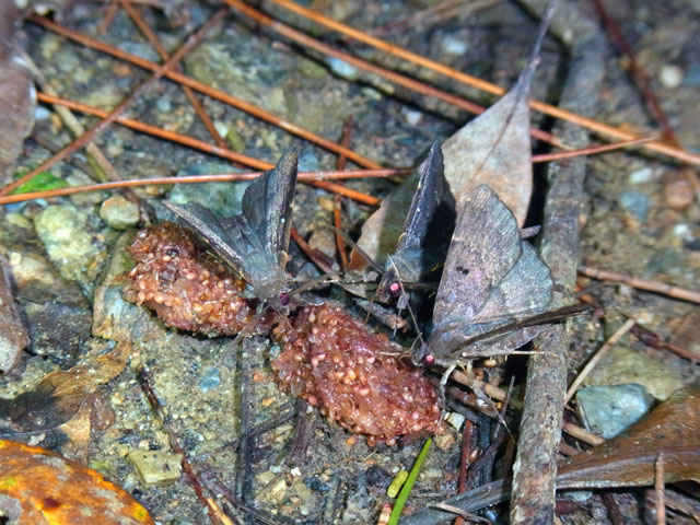 クロジャノメアツバ