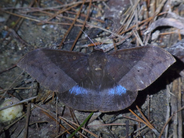 オオルリオビクチバ