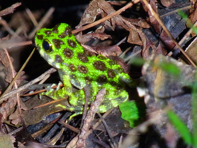 イシカワガエル幼体