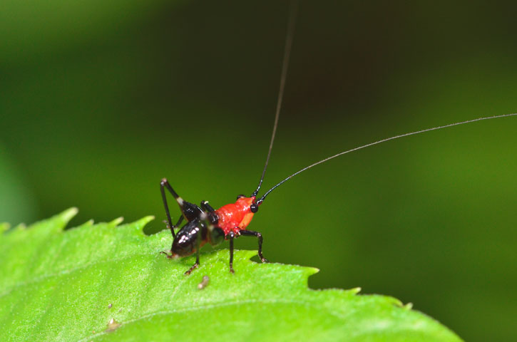 ササキリ若齢幼虫