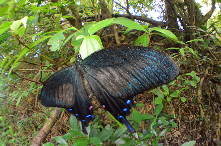 オキナワカラスアゲハ